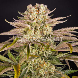 Pineapple_express_seminka_konopi