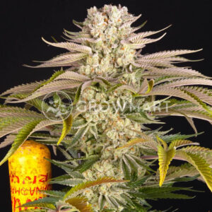 Pineapple_express_seminka_konopi