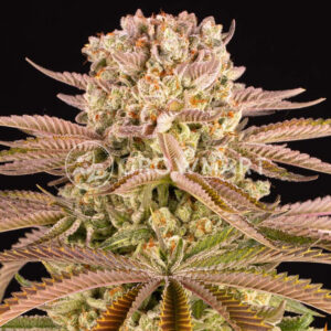 Pineapple_express_seminka_konopi