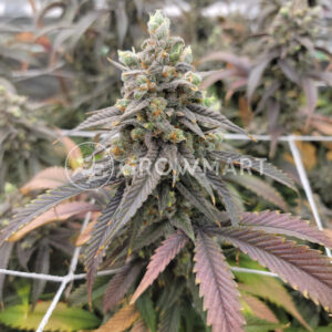 Wedding_Cake_seminka_konopi