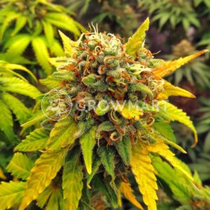 White_Widow_XXL_seminka_konopi