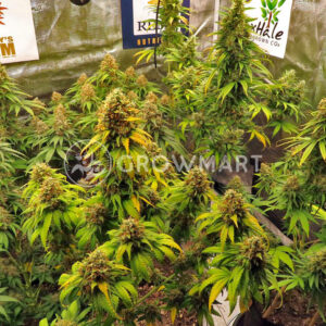White_Widow_XXL_seminka_konopi