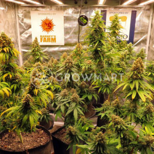 White_Widow_XXL_seminka_konopi