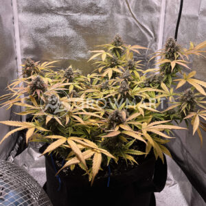 White_Widow_XXL_Auto_seminka_konopi