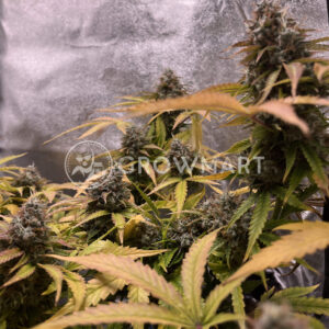 White_Widow_XXL_Auto_seminka_konopi