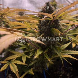 White_Widow_XXL_Auto_seminka_konopi