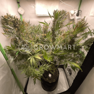N_L_Blue_Free_THC_seminka_konopi
