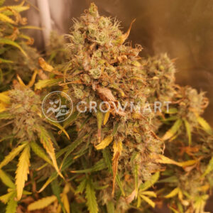 Red_Mimosa_XL_Auto_Seminka_Konopi_3