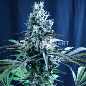Sweet_Mandarine_Zkittlez_F1_Fast_Version_Seminka_Konopi_2