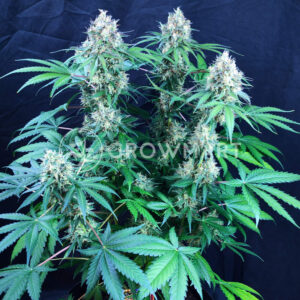 Sweet_Mandarine_Zkittlez_F1_Fast_Version_Seminka_Konopi_3