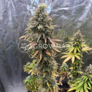 Sweet_Mandarine_Zkittlez_F1_Fast_Version_Seminka_Konopi_4