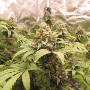 UnKnown_Kush_Regular_seminka_konopi