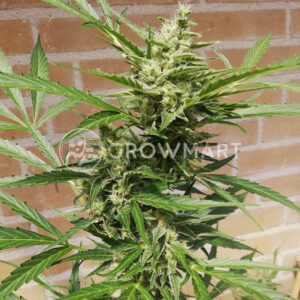 Auto_Amnesia_XXL_seminka_konopi