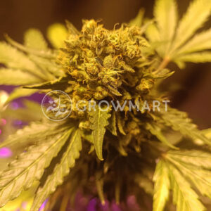 Auto_Bruce_Banner_XXL_Seminka_konopi