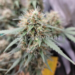 Auto_Cherry_Pie_seminka_konopi