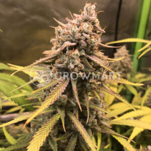 Bruce_Banner_seminka_konopi