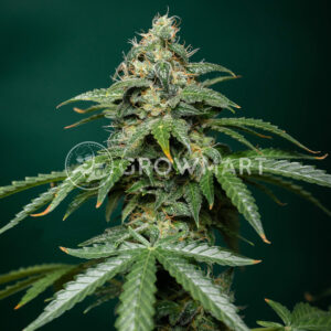 Buddha_Auto_Cookie_seminka_konopi