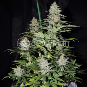 Buddha_Cookie_seminka_konopi