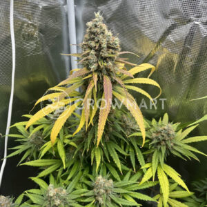 Cereal_Milk_seminka_konopi