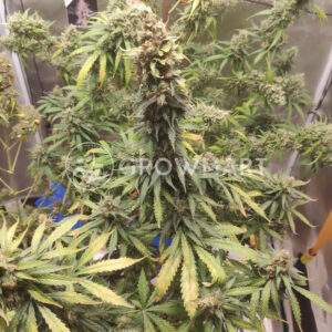 Cookies_Kush_Auto_seminka_konopi