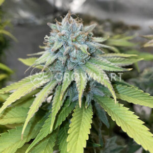 Girl_Scout_Cookies_seminka_konopi