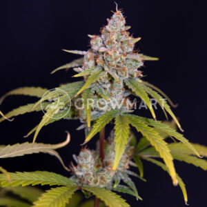 Gushers_seminka_konopi