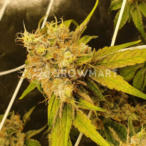 ICE_Cream_Cake_seminka_konopi