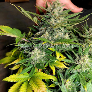 Lemon_Haze_Auto_seminka_konopi