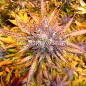 Mimosa_Lemon_Auto_seminka_konopi