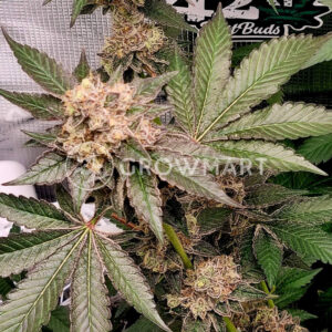 Runtz_seminka_konopi