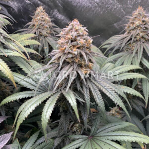 Alaskan_Bananaberry_Auto_seminka_konopi