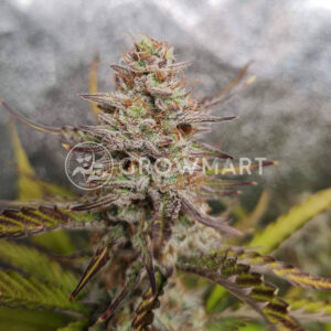 Alaskan_Diesel_Auto_seminka_konopi