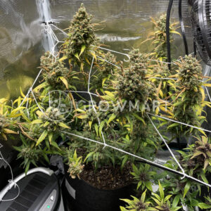 Alaskan_Purple_Auto_seminka_konopi