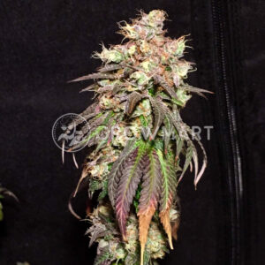Badazz_Cookies_OG_seminka_konopi