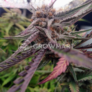 Banana_Jelaous_seminka_konopi