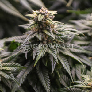 Black_Sugar_seminka_konopi