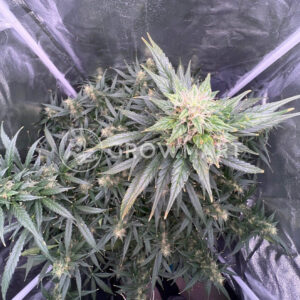 Blue_Bullet_Auto_seminka_konopi