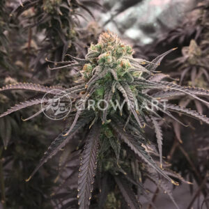 Bubba_Kush_seminka_konopi