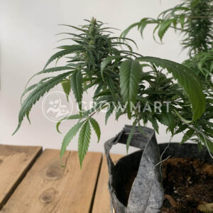 Charlottes_Dream_CBD_seminka_konopi