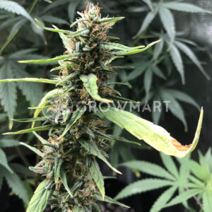 Charlottes_Dream_CBD_Auto_seminka_konopi