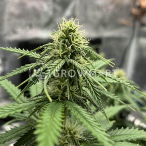 Cheese_Auto_seminka_konopi