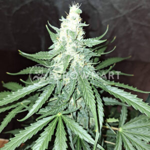 Cherry_Zoap_Auto_seminka_konopi