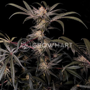 Chocolate_Sherbet_seminka_konopi