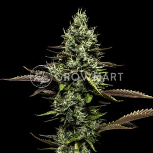 Cobalt_Haze_seminka_konopi