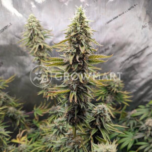 Fuel_D_OG_seminka_konopi