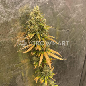 GMO_Auto_seminka_konopi