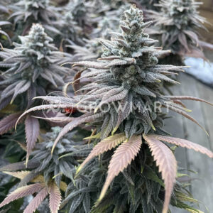 Gelato_OG_seminka_konopi