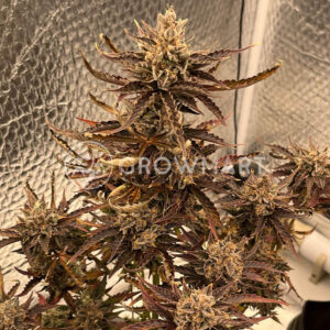 Green_Crak_Auto_seminka_konopi