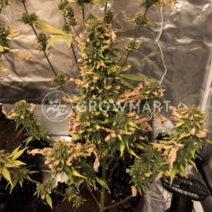 Himalayan CBD_seminka_konopi