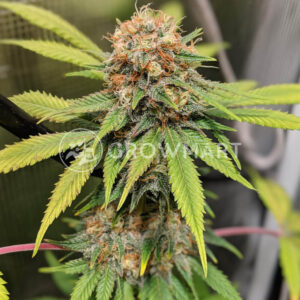 Jack_Herer_seminka_konopi